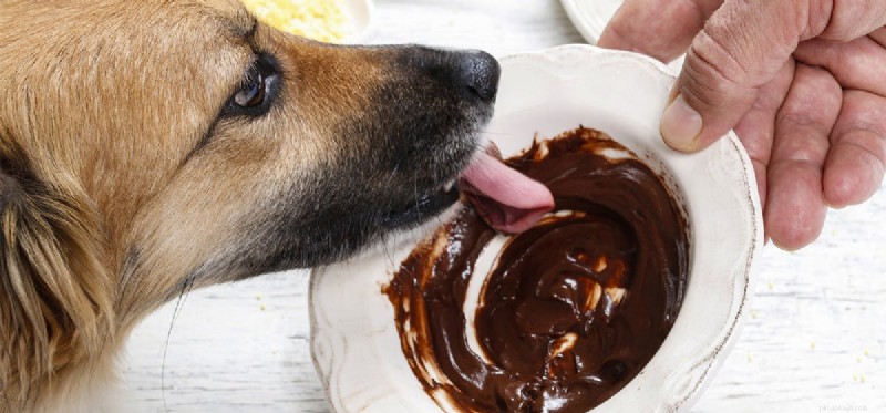Kan hundar smaka på chokladmjölk?