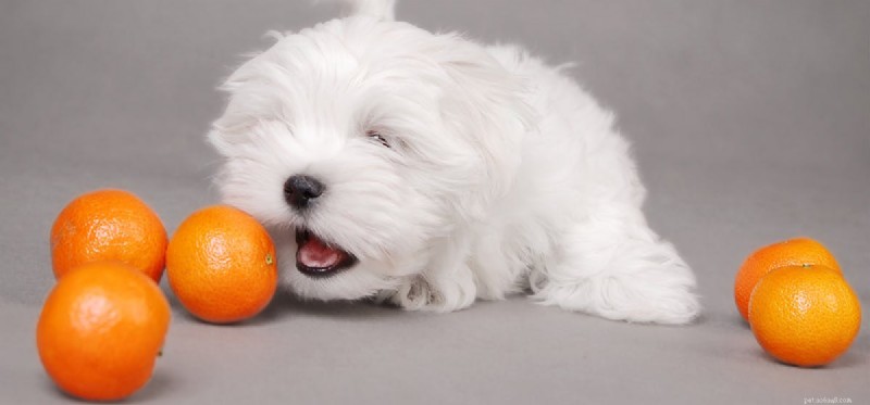 I cani possono assaggiare gli agrumi?