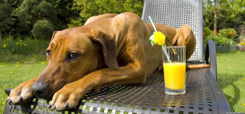 Os cães podem provar comida cítrica?