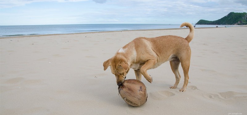 Os cães podem provar água de coco?