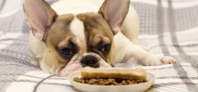 Kunnen honden kruimelig voedsel proeven?