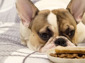 I cani possono assaggiare cibi friabili?