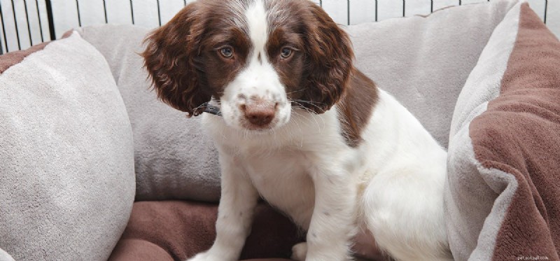 I cani possono assaggiare l acqua di cocco?