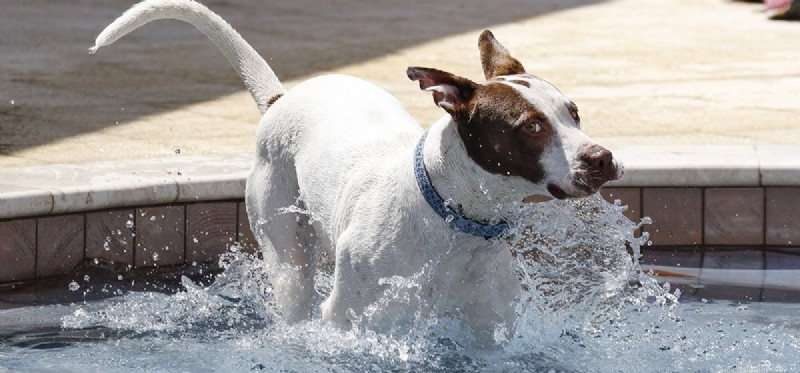 Os cães podem provar água de coco?