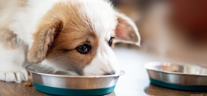 Kunnen honden kruimelig voedsel proeven?