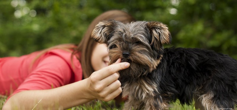 Kunnen honden kruimelig voedsel proeven?