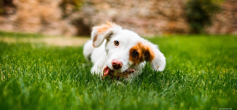 犬はドラゴン フルーツを味わうことができますか?