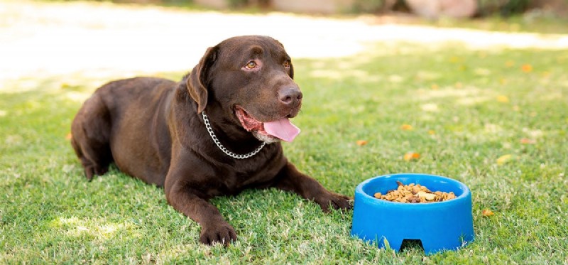 犬はドラゴン フルーツを味わうことができますか?