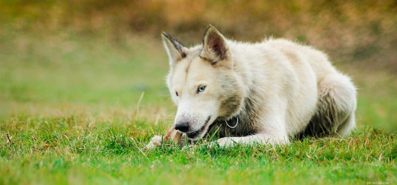 犬はドラゴン フルーツを味わうことができますか?