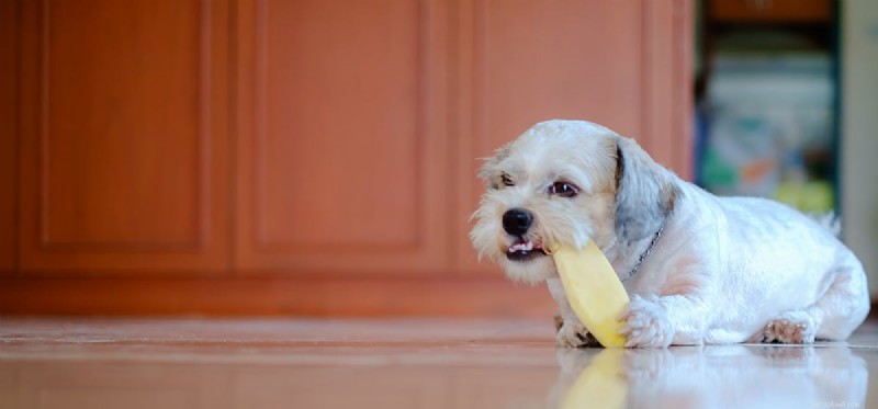 Os cães podem provar manga seca?