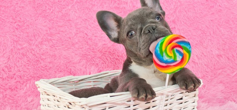 Kan hundar smaka kolsyrat mat?
