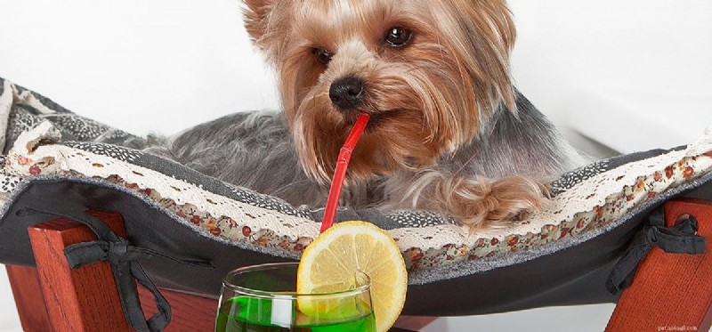 개가 탄산음료를 맛볼 수 있습니까?