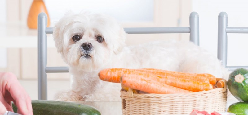 I cani possono assaggiare il cibo frizzante?