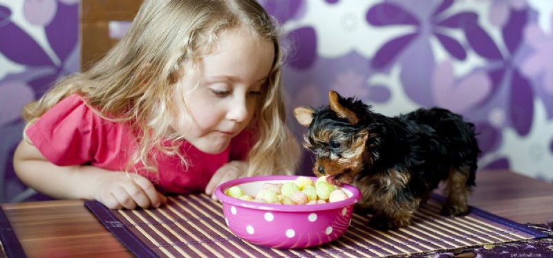 Os cães podem provar sabores?