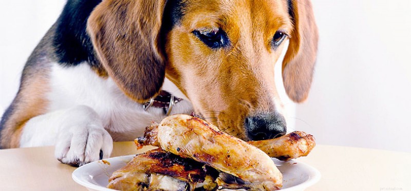 Les chiens peuvent-ils goûter les saveurs ?