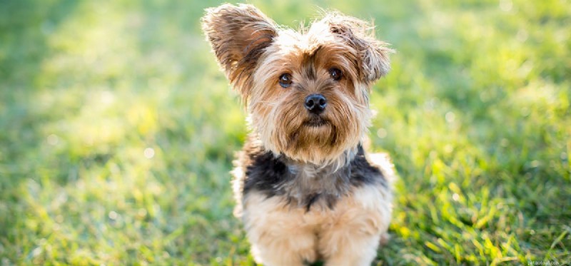 Les chiens peuvent-ils goûter les saveurs ?