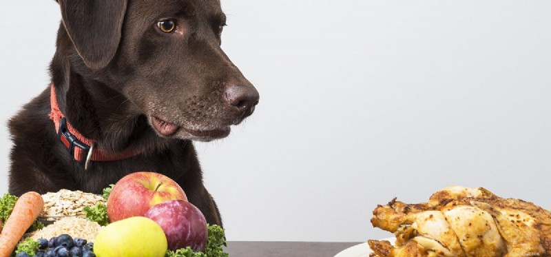 I cani possono assaggiare il cibo allo zenzero?