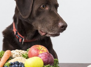 Kan hundar smaka ingefärsmat?