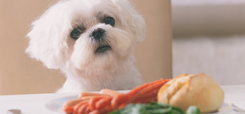 I cani possono assaggiare il cibo allo zenzero?