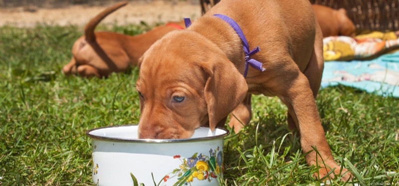 Могут ли собаки пробовать имбирную пищу?