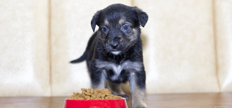 Os cães podem sentir gosto de comida granulada?
