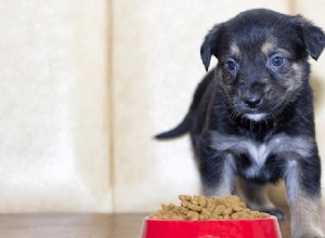 Kan hundar smaka kornig mat?
