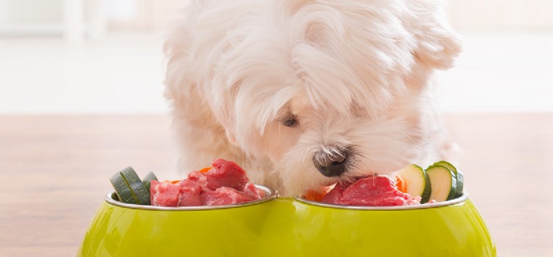 Os cães podem provar comida de gengibre?