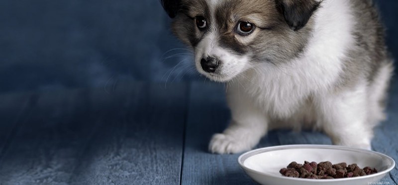 Os cães podem sentir gosto de comida granulada?