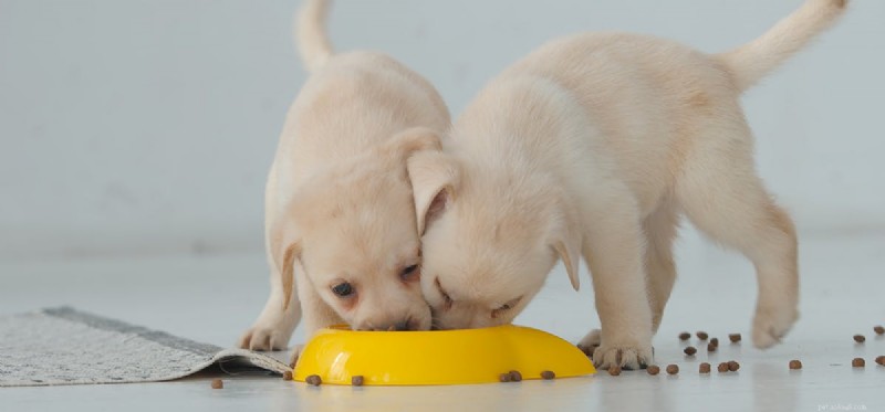 Můžou psi ochutnat zrnité jídlo?