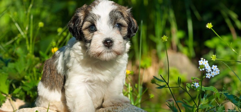 Os cães podem provar comida de ervas?