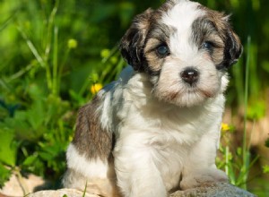 Les chiens peuvent-ils goûter aux herbes ?