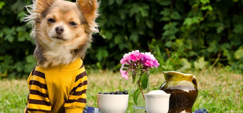 Os cães podem provar comida de ervas?