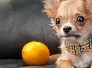 Můžou psi ochutnat citron?