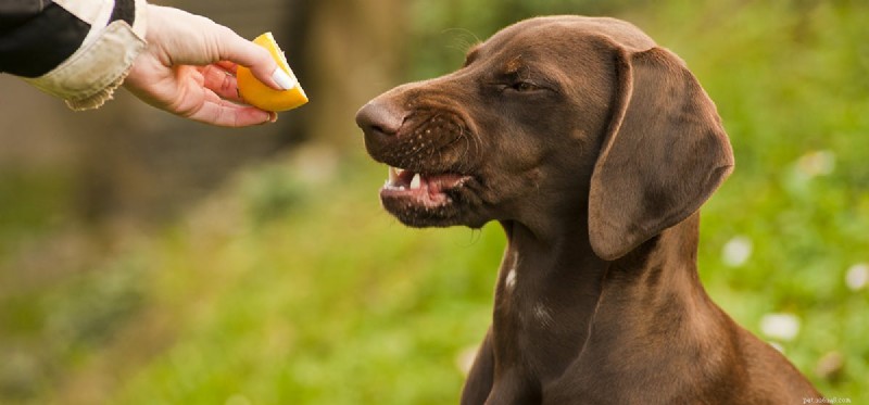 Os cães podem provar limão?