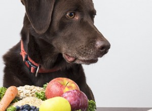 개는 고기가 많은 음식을 맛볼 수 있습니까?