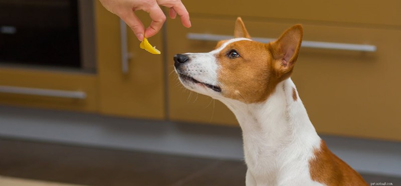 Kan hundar smaka citron?