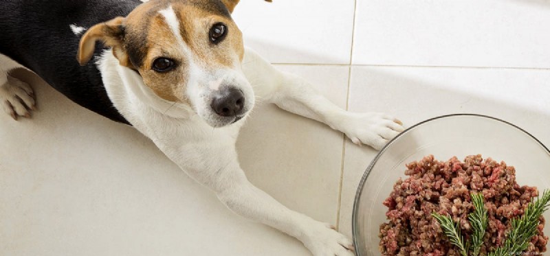 Os cães podem provar comida carnuda?