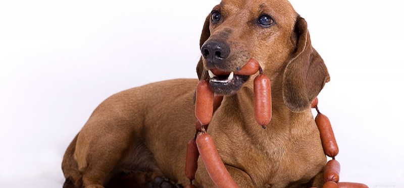 Os cães podem provar comida carnuda?