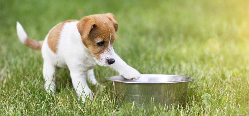 Os cães podem saborear alimentos leves?