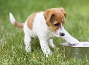 Kunnen honden milde voeding proeven?