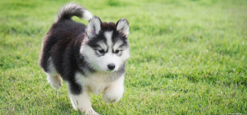 Os cães podem sentir o gosto de menta?