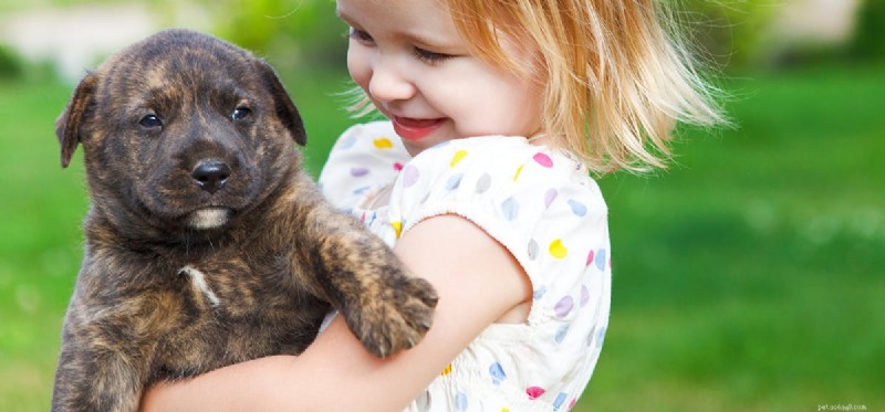 Os cães podem provar comida de nozes?