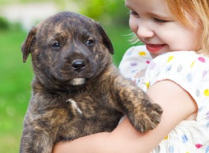 Os cães podem provar comida de nozes?