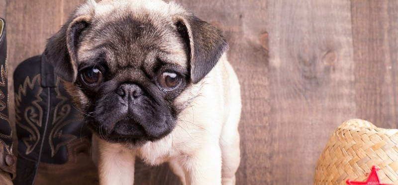 犬はナッツのような食べ物を味わうことができますか?