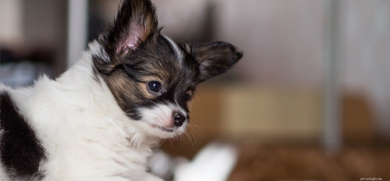 犬はナッツのような食べ物を味わうことができますか?