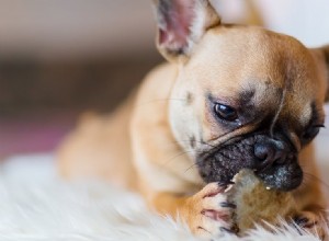 Kunnen honden peperig eten proeven?