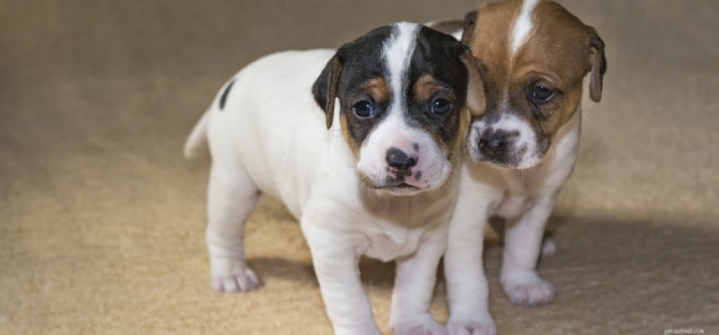 犬はペッパー フードを味わうことができますか?