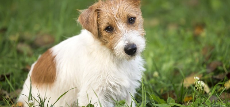 Os cães podem provar comida apimentada?