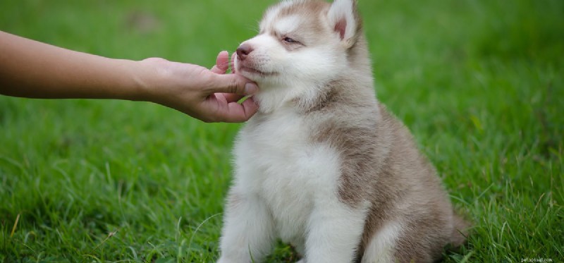 犬はペッパー フードを味わうことができますか?