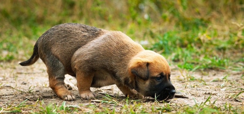 Kunnen honden poep proeven?